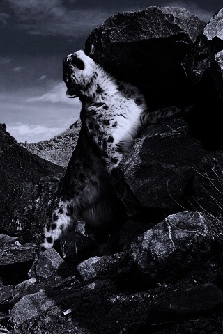 Барс чешется о камни обои