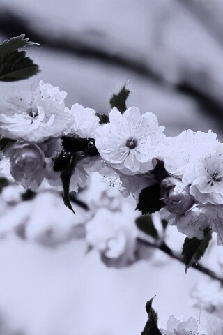 Ветка с цветами обои