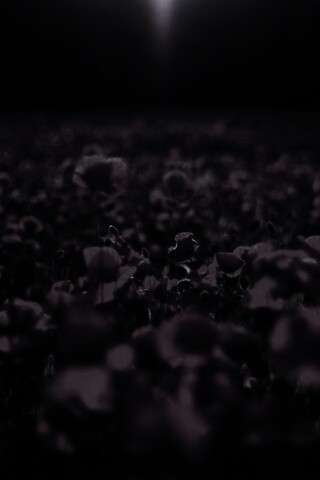 Маки в полях обои