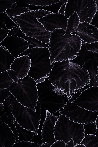 Красные листья обои