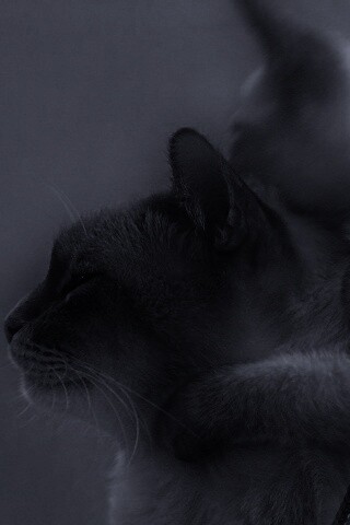 Котёнок обнимает маму обои