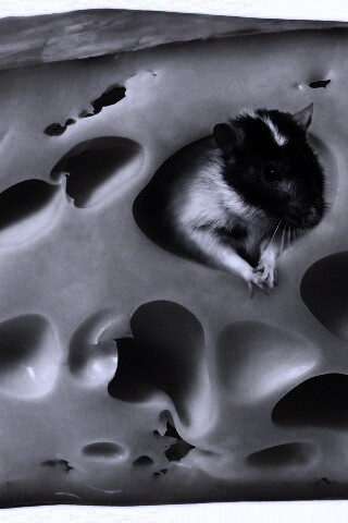 Мышка в сыре обои