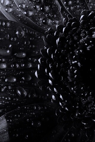 Капли на лепестках гербера обои