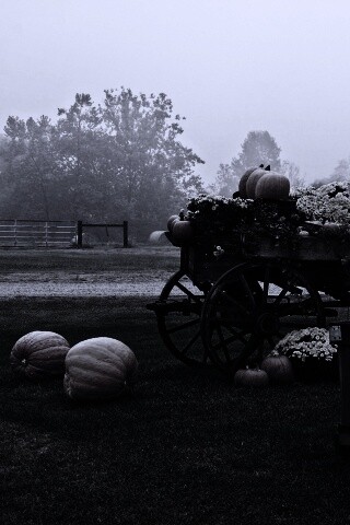 Урожай тыков обои