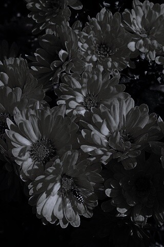 Оса на желтых герберах обои