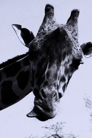 Жираф показывает язык обои