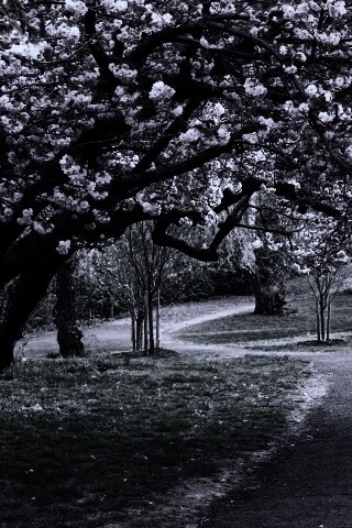 Дорожка между деревьями обои