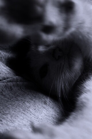 Кот фоткает сам себя обои