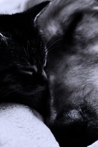 Кошка спит с собакой обои