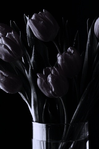 Букет тюльпанов обои