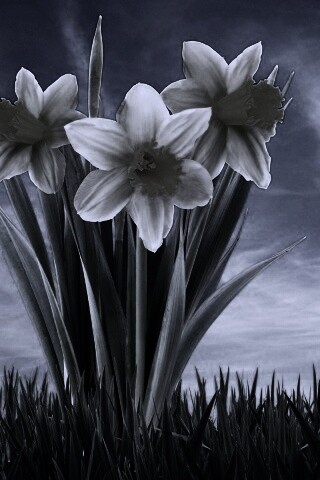 Букет цветов в траве обои