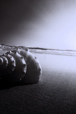 Золотистая ракушка обои