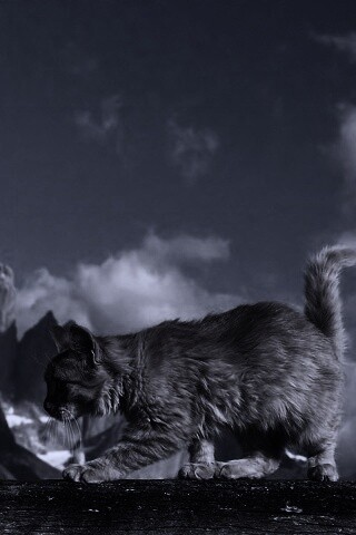 Рыжий котик в горах обои