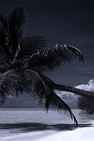 Пальма над водой обои