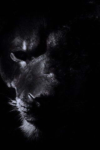 Фас льва обои