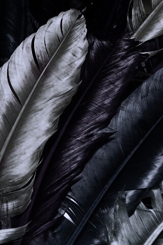 Разноцветные перья обои