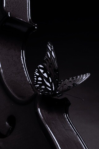 Бабочка на скрипке обои