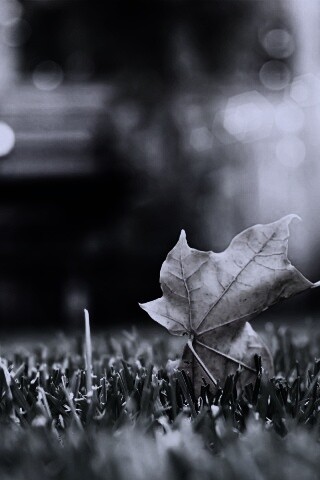 Зеленый лист на траве обои