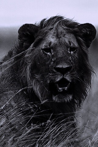 Ярко оранжевый лев обои