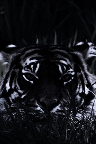 Морда тигра в траве обои