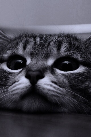 Любопытный котейка обои