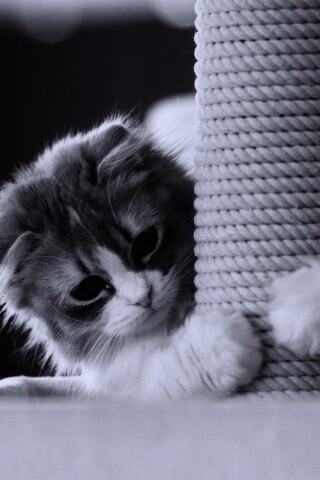 Пушистая кошка с когтеточкой обои