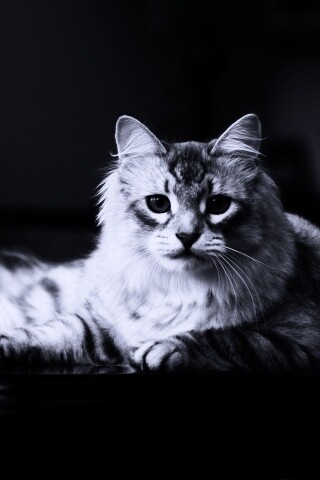 Кот благородных кровей обои