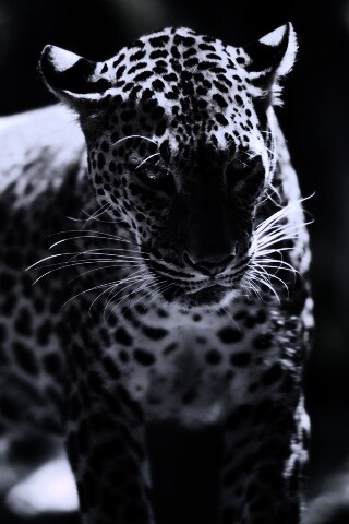 Леопард в сингапурском зоопарке обои