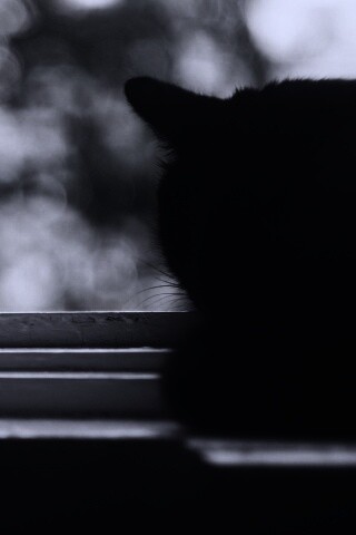 Дремлющий на окне черный кот обои