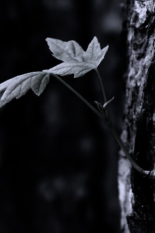 Молодой листик обои