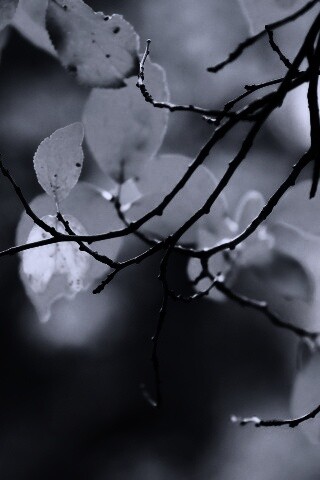 Осенние ветки без листьев обои