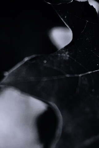 Темно-зеленый лист в макро обои