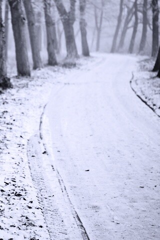 Дорога в зимнем лесу обои