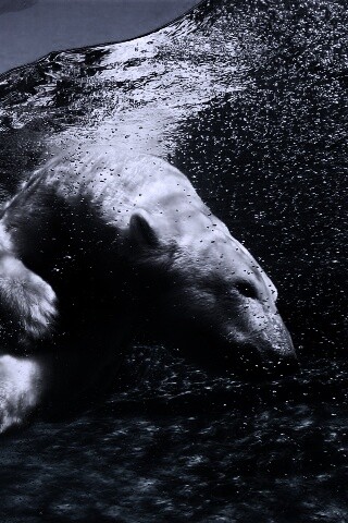 Нырнувший белый медведь обои
