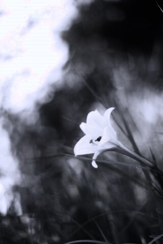 Цветок затерявшийся в траве обои