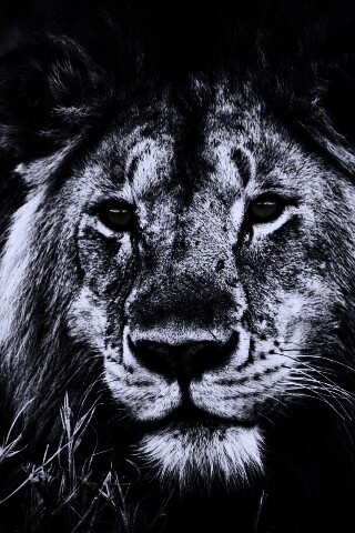 Гордый лев с горящими глазами обои