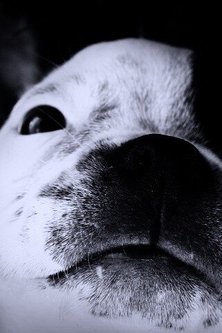 Бостонский терьер обои