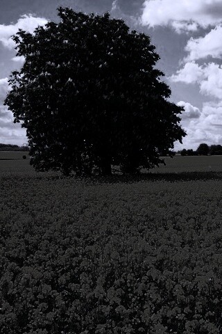 Каштан на цветочном поле обои