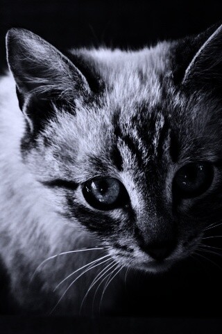 Котенок с синими глазами обои