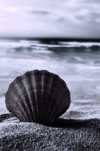 Раковина на летнем бережке обои