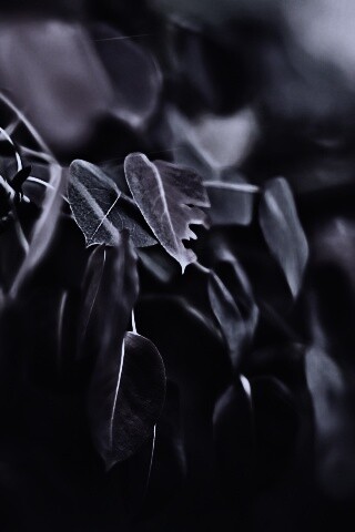 Фиолетовые листья обои