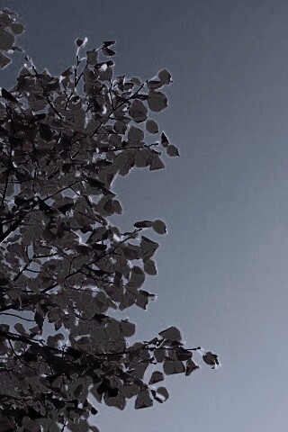 Ветви с пожелтевшими листьями на фоне неба обои