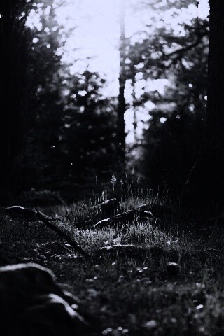 Лето в лесу обои