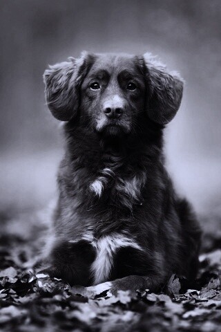 Осенний пес обои