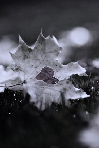 Листик в форме сердца обои