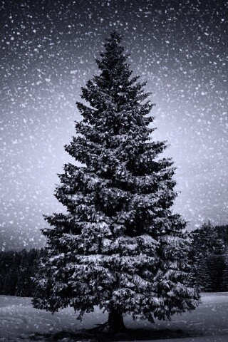 Ель в снегопад обои