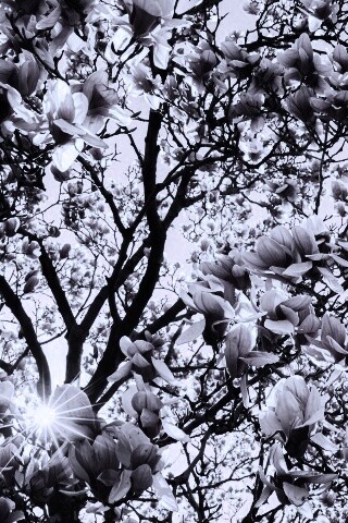 Магнолия обои