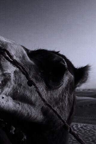 Верблюд обои