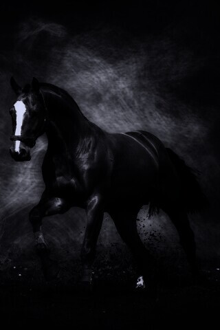 Лошадь обои