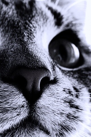 Кошачья мордочка обои